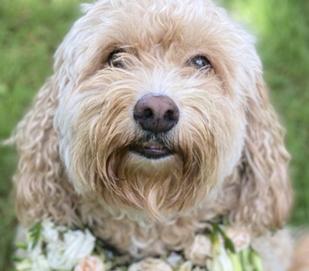 Cockapoo Bez Volks Dog